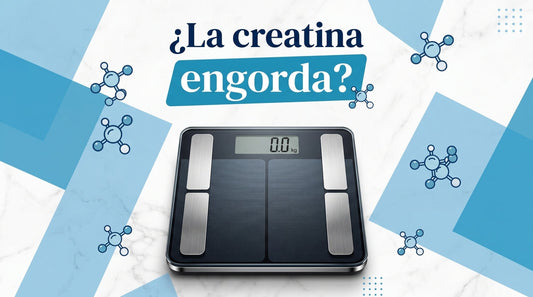 La creatina no engorda, la subida de peso es debido a la hidratación muscular.